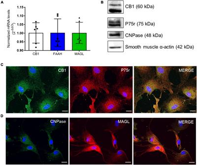 Activation of cannabinoid type 1 receptor (CB1) modulates oligodendroglial process branching complexity in rat hippocampal cultures stimulated by olfactory ensheathing glia-conditioned medium